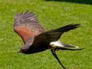 28. Internationale Fürstenfelder Naturfototage 2026  - Greifvogelschauen