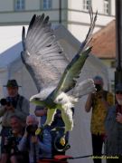 28. Internationale Fürstenfelder Naturfototage 2026  - Greifvogelschauen