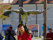 28. Internationale Fürstenfelder Naturfototage 2026  - Greifvogelschauen