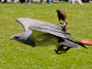 28. Internationale Fürstenfelder Naturfototage 2026  - Greifvogelschauen