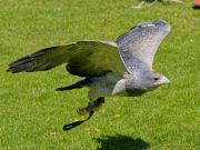 28. Internationale Fürstenfelder Naturfototage 2026  - Greifvogelschauen