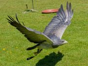 28. Internationale Fürstenfelder Naturfototage 2026  - Greifvogelschauen