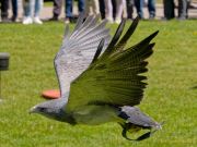 28. Internationale Fürstenfelder Naturfototage 2026  - Greifvogelschauen