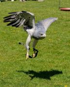 28. Internationale Fürstenfelder Naturfototage 2026  - Greifvogelschauen