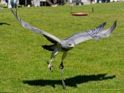 28. Internationale Fürstenfelder Naturfototage 2026  - Greifvogelschauen