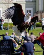 28. Internationale Fürstenfelder Naturfototage 2026  - Greifvogelschauen