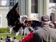 28. Internationale Fürstenfelder Naturfototage 2026  - Greifvogelschauen