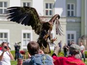 28. Internationale Fürstenfelder Naturfototage 2026  - Greifvogelschauen