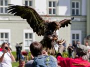 28. Internationale Fürstenfelder Naturfototage 2026  - Greifvogelschauen