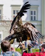 28. Internationale Fürstenfelder Naturfototage 2026  - Greifvogelschauen