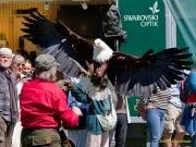 28. Internationale Fürstenfelder Naturfototage 2026  - Greifvogelschauen