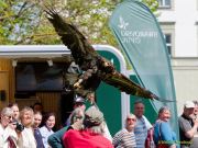 28. Internationale Fürstenfelder Naturfototage 2026  - Greifvogelschauen