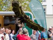 28. Internationale Fürstenfelder Naturfototage 2026  - Greifvogelschauen