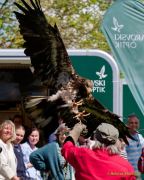 28. Internationale Fürstenfelder Naturfototage 2026  - Greifvogelschauen