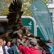 28. Internationale Fürstenfelder Naturfototage 2026  - Greifvogelschauen