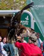 28. Internationale Fürstenfelder Naturfototage 2026  - Greifvogelschauen
