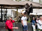 28. Internationale Fürstenfelder Naturfototage 2026  - Greifvogelschauen