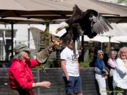 28. Internationale Fürstenfelder Naturfototage 2026  - Greifvogelschauen