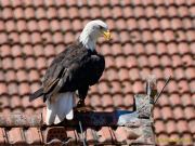 28. Internationale Fürstenfelder Naturfototage 2026  - Greifvogelschauen