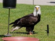 28. Internationale Fürstenfelder Naturfototage 2026  - Greifvogelschauen