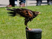 28. Internationale Fürstenfelder Naturfototage 2026  - Greifvogelschauen