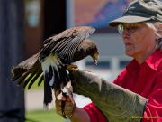 28. Internationale Fürstenfelder Naturfototage 2026  - Greifvogelschauen