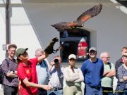 28. Internationale Fürstenfelder Naturfototage 2026  - Greifvogelschauen