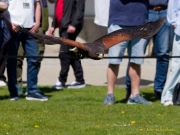 28. Internationale Fürstenfelder Naturfototage 2026  - Greifvogelschauen