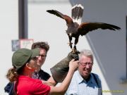 28. Internationale Fürstenfelder Naturfototage 2026  - Greifvogelschauen