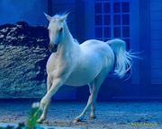 CAVALLUNA Kids - Eine Show steht Kopf im Showpalast München