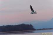 d140112-16444550-100-chiemsee