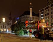 Christbaum fuer Muenchen 2020
