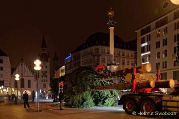 christbaum-fuer-muenchen-0040