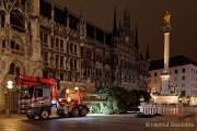 christbaum-fuer-muenchen-0060