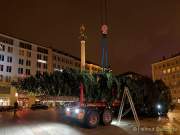christbaum-fuer-muenchen-0130