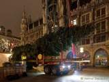 christbaum-fuer-muenchen-0140