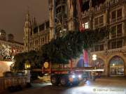 christbaum-fuer-muenchen-0140