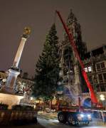 christbaum-fuer-muenchen-0160