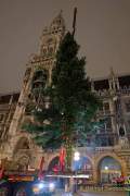 christbaum-fuer-muenchen-0180