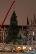 christbaum-fuer-muenchen-0190