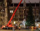 christbaum-fuer-muenchen-0230
