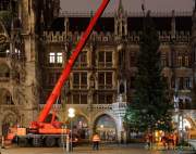 christbaum-fuer-muenchen-0230