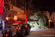 Christbaum fuer Muenchen 2022