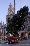 Christbaum fuer Muenchen 2022
