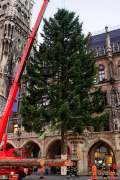 Christbaum fuer Muenchen 2022