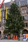 Christbaum fuer Muenchen 2022