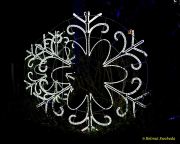 Eröffnung des Christmas Gardens im Zoo Augsburg 2025