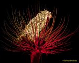 Eröffnung des Christmas Gardens im Zoo Augsburg 2025