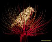 Eröffnung des Christmas Gardens im Zoo Augsburg 2025