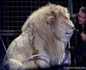 d150402-22332780-100-cirkus_krone-evolution